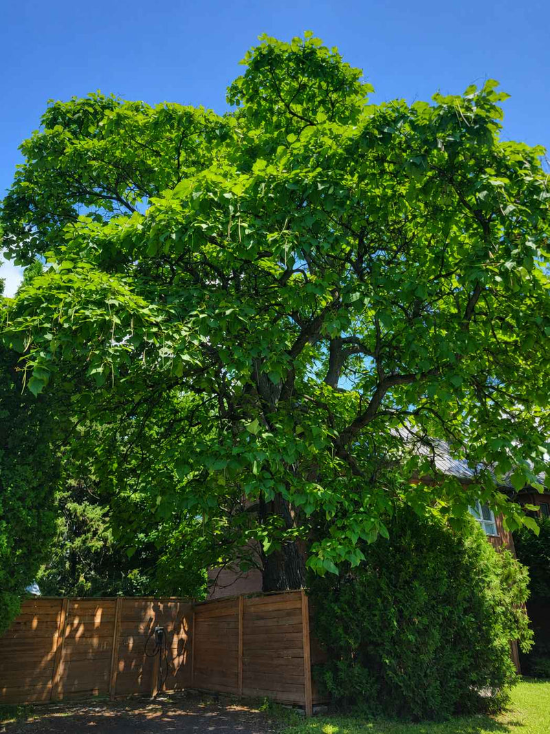 Northern Catalpa