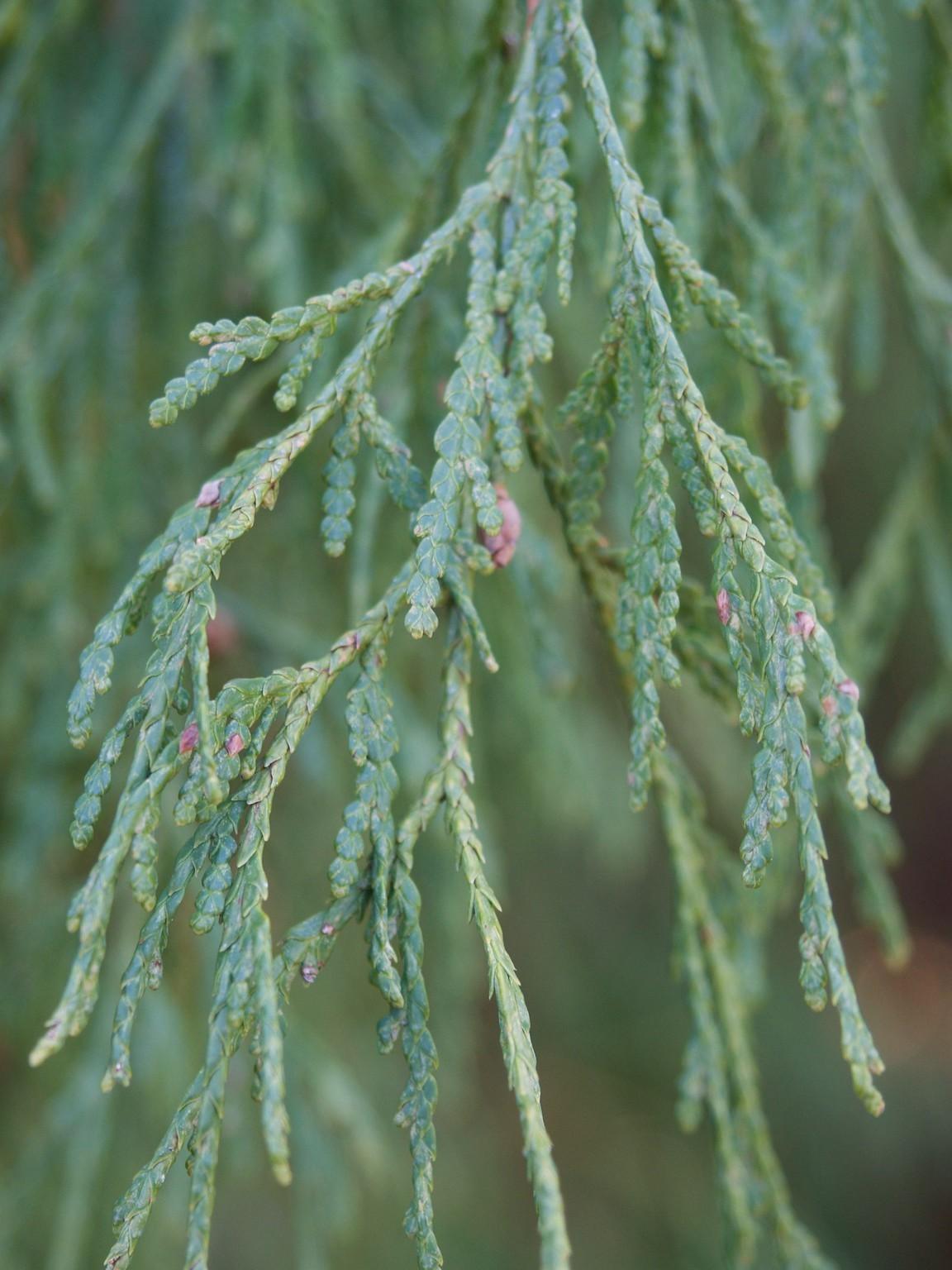 Rameau de cedre filiformis