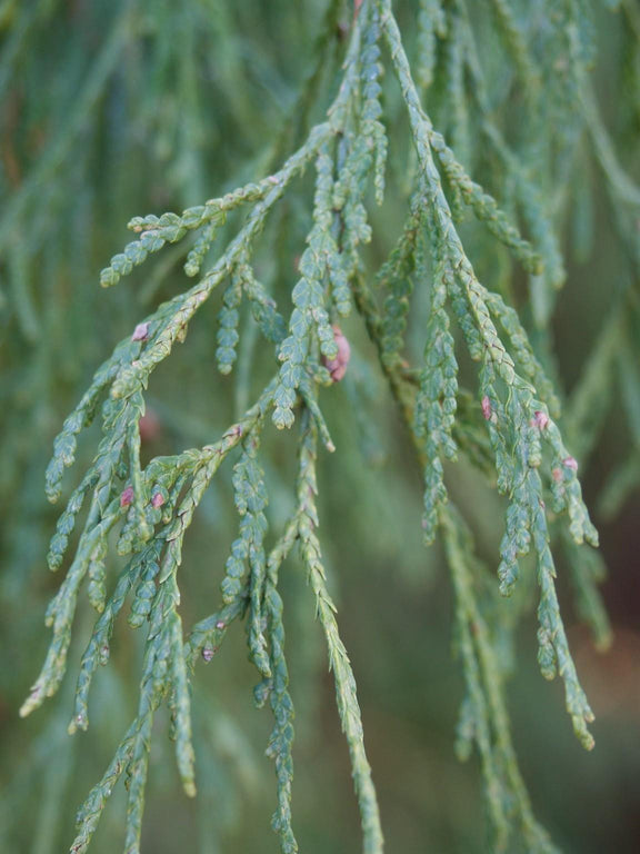 Rameau de cedre filiformis