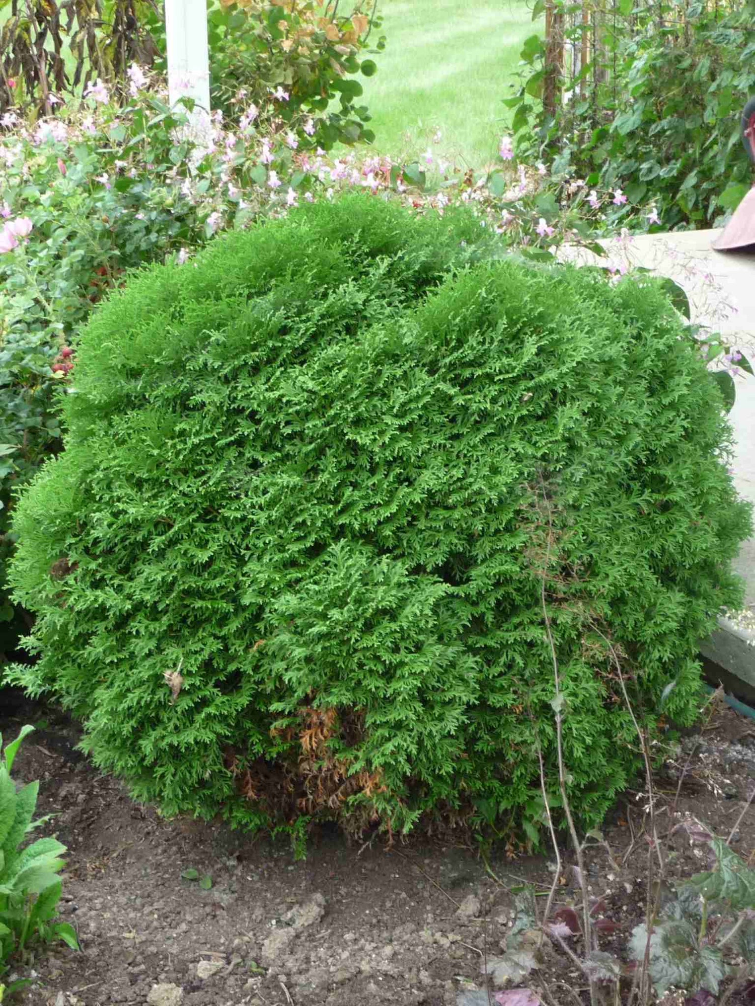 Cedre Little Giant mature