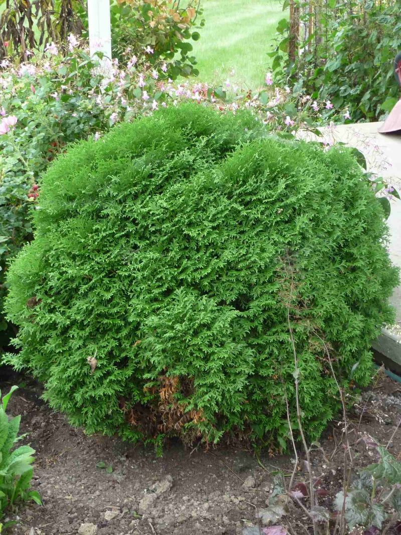 Little Giant Cedar