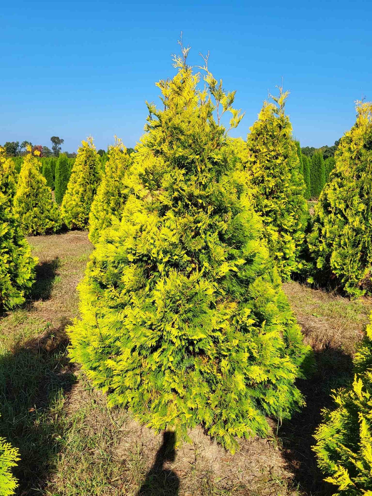 Cedre Yellow Ribbon (Thuja occidentalis 'Yellow Ribbon')