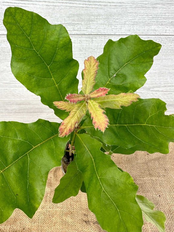 Feuilles du Chêne Noir