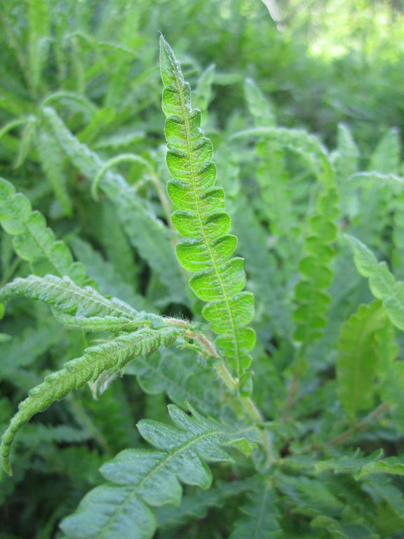 Comptonie voyageuse en milieu naturel (Comptonia peregrina)