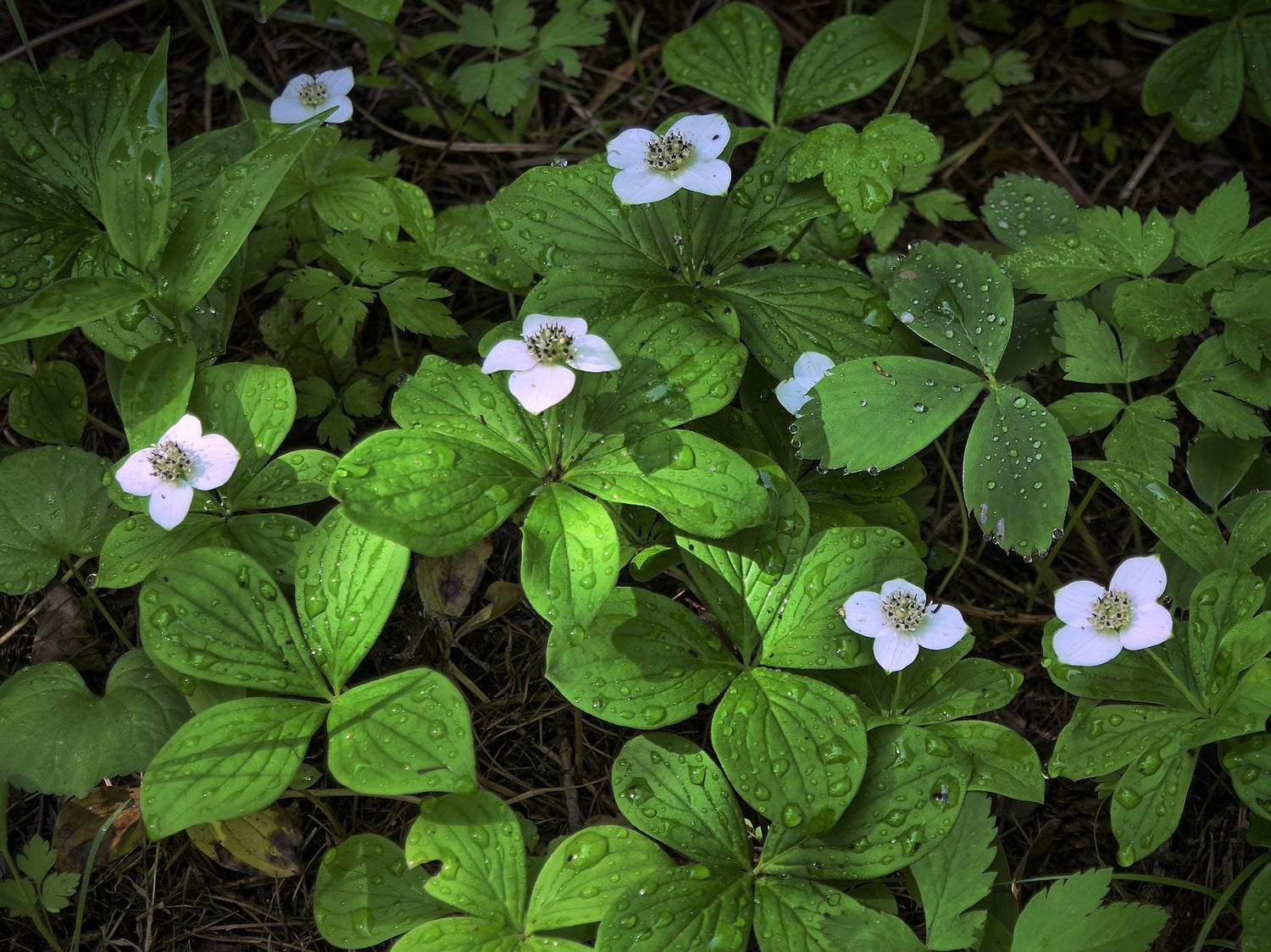 Cornouiller 4 temps (Cornus canadensis)