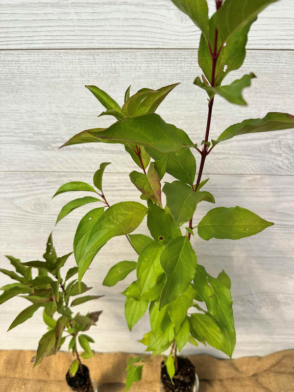 Feuilles de cornouiller rugueux (Cornus rugosa)