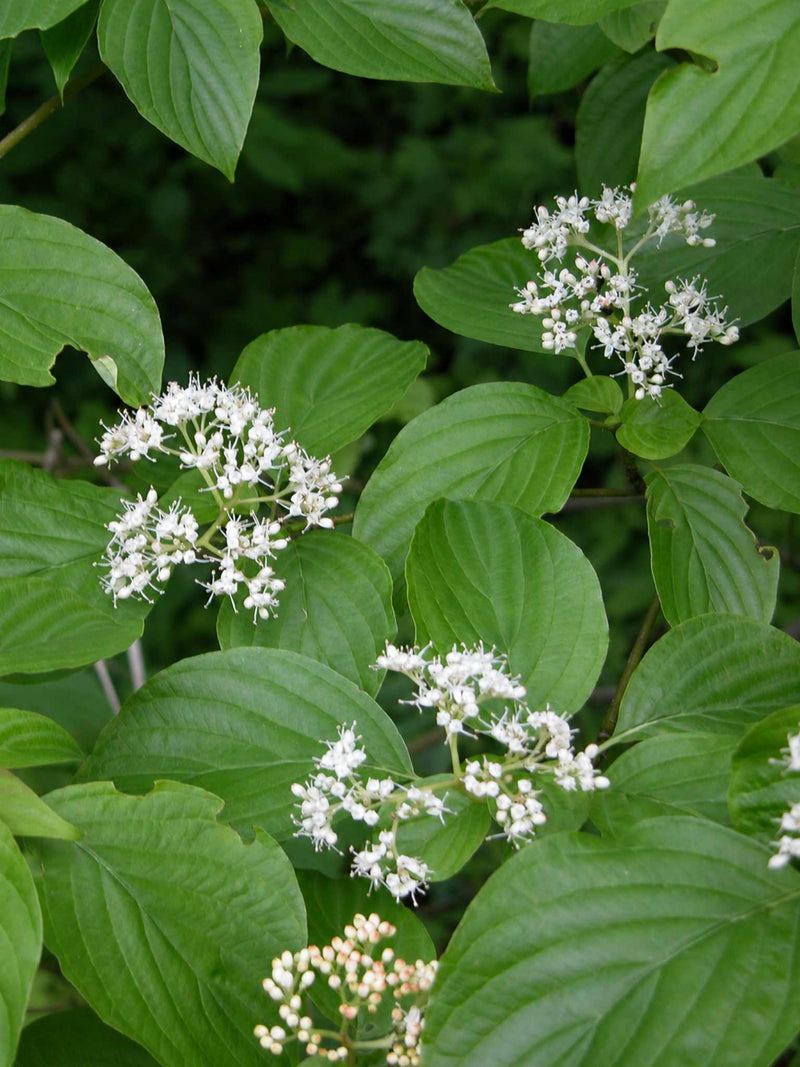 Cornouiller rugueux (Cornus rugosa) en milieu naturel