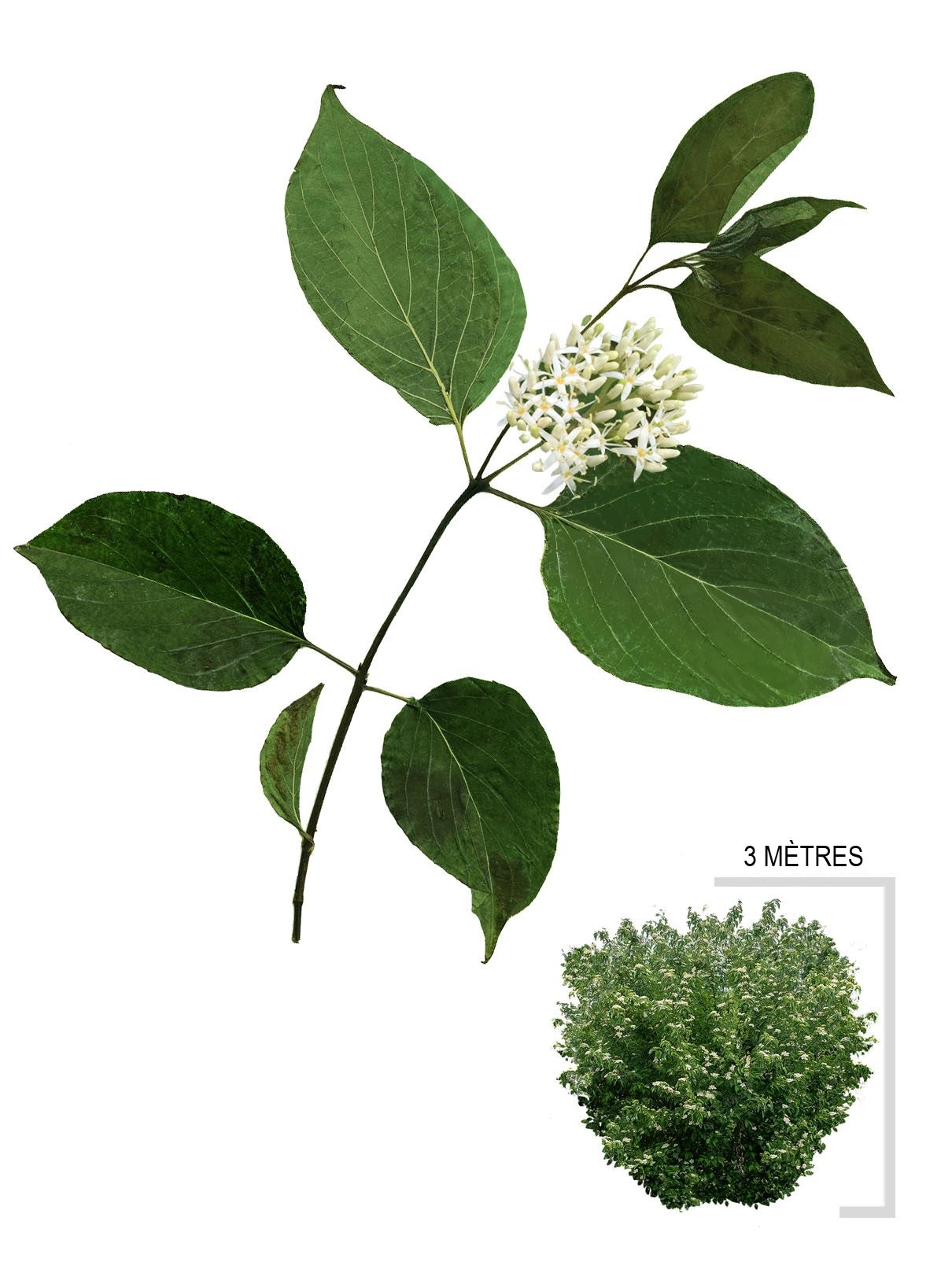 Gray Dogwood