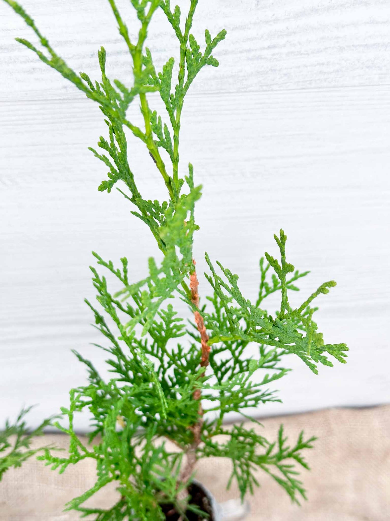 Aiguilles Cèdre occidental Brandon