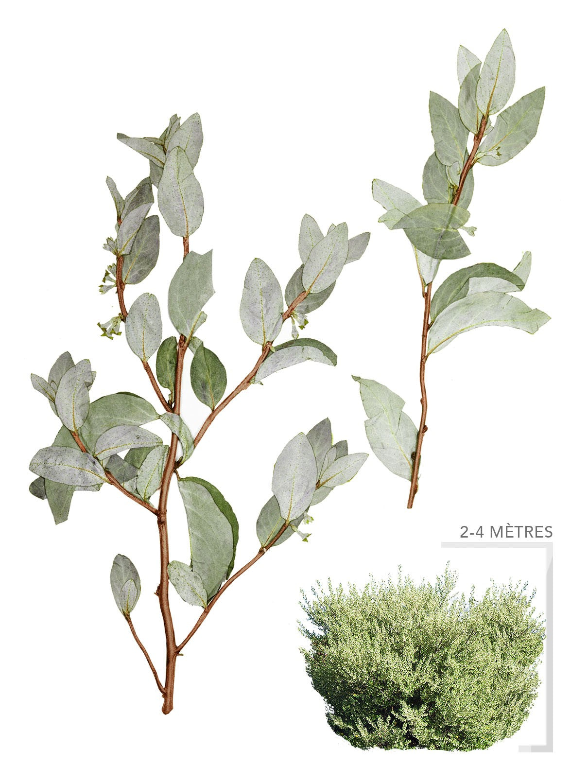 Illustration Chalef Argenté