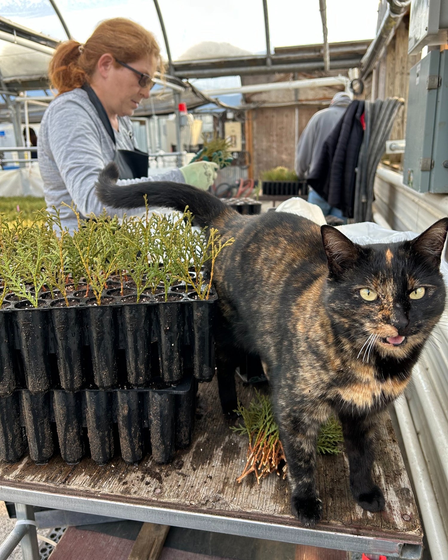 Chat à la pépinière