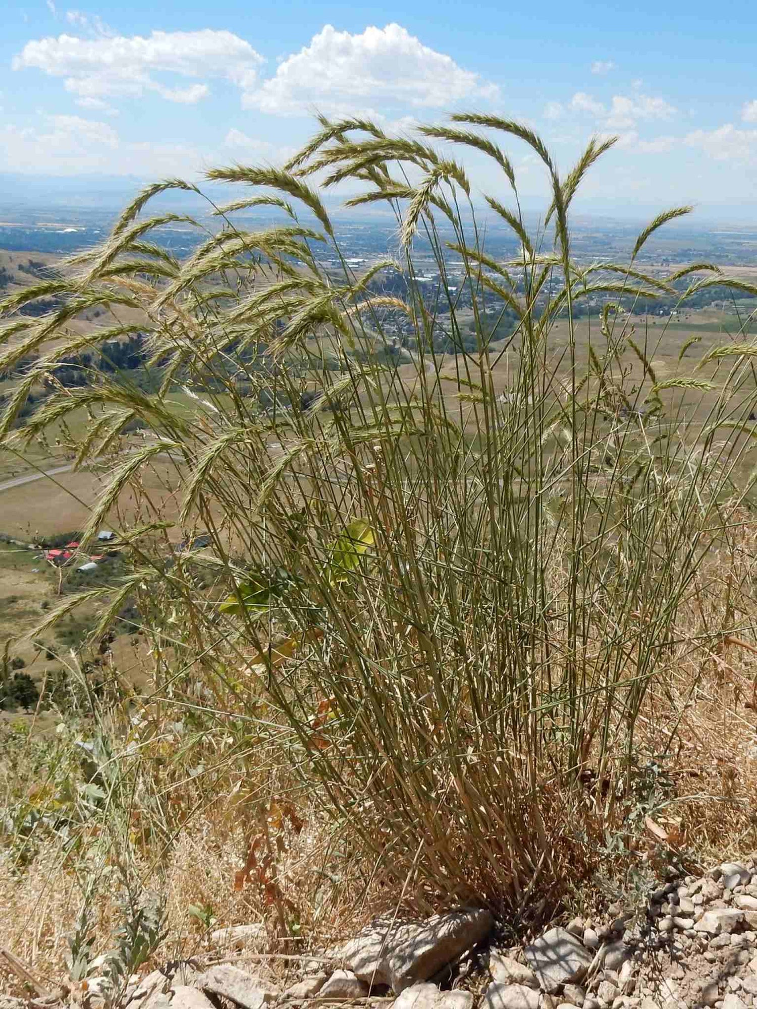 Canada Wild Rye