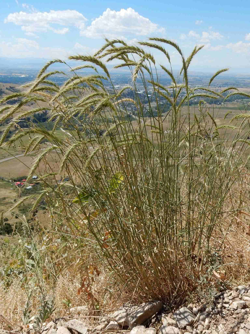 Canada Wild Rye