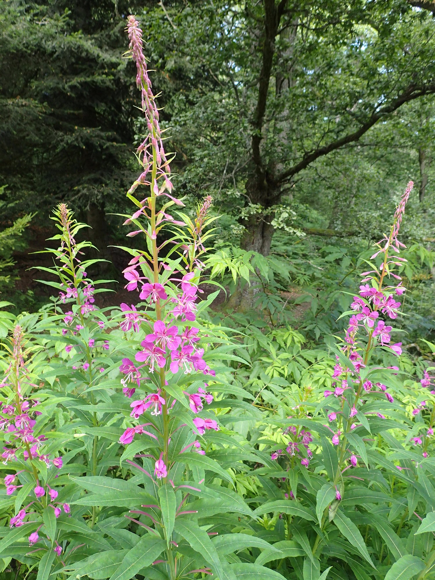 Fleurs d'Epilobe a feuilles etroites (Epilobium angustifolium)