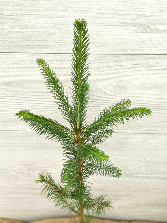 Épinette noire ou Picea mariana aiguilles