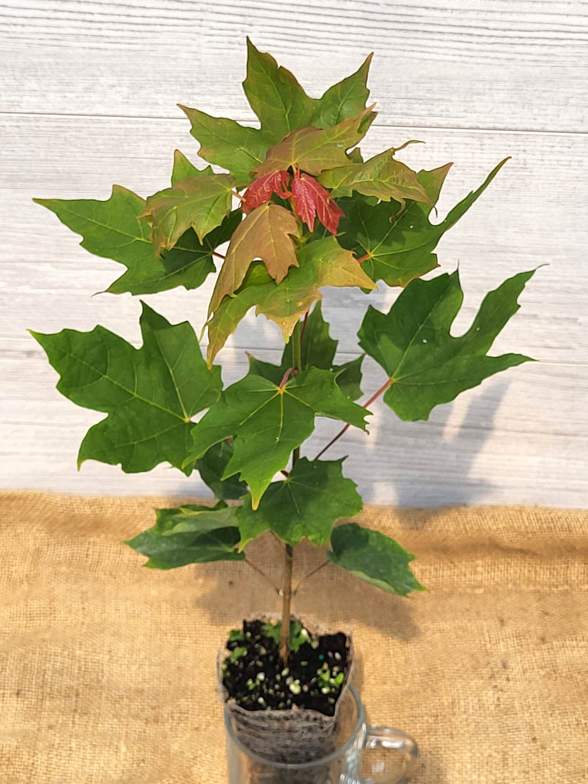 Black Maple | Shade Maple Tree for Ontario & Quebec Climates ...