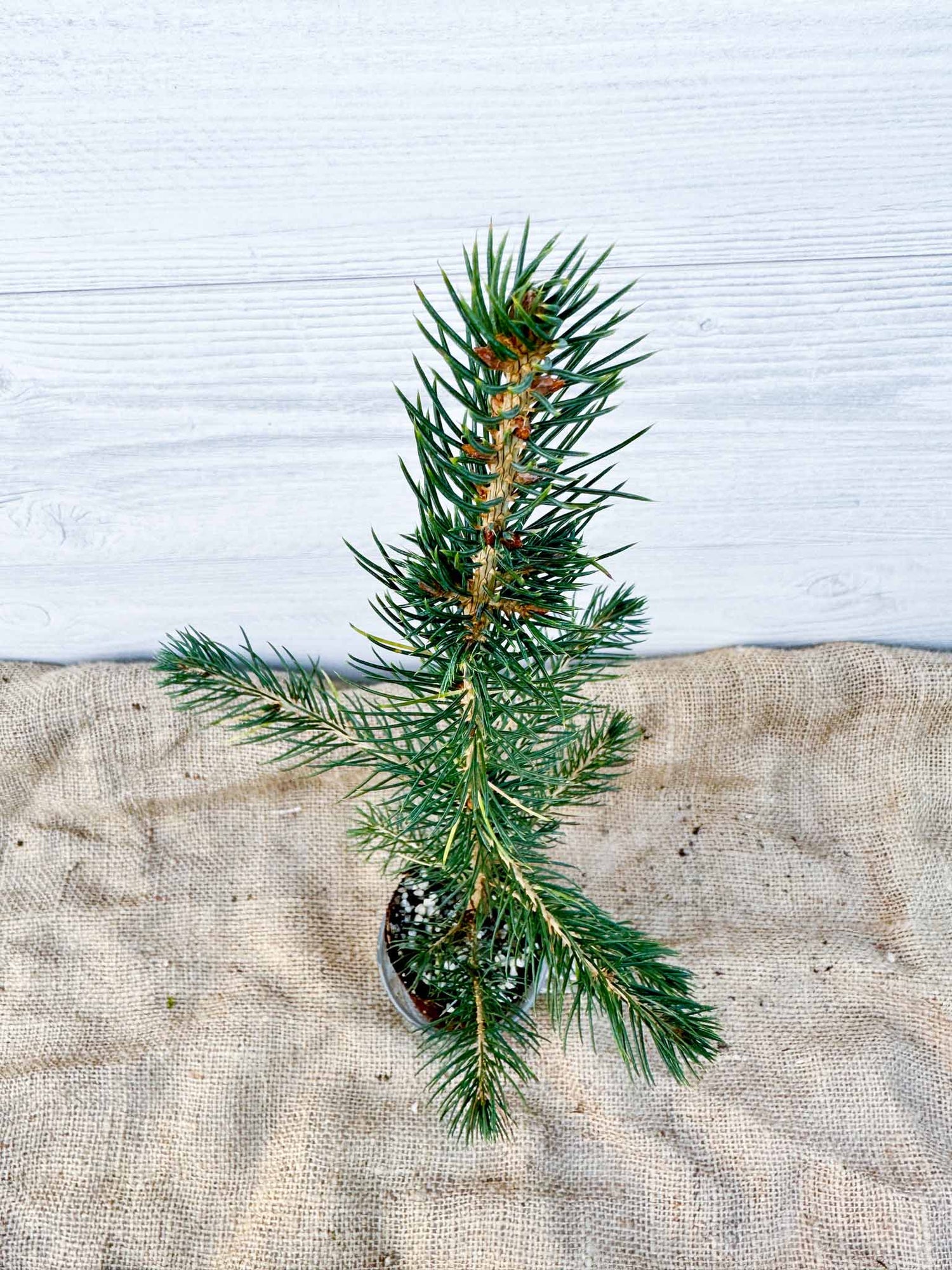 Aiguilles Épinette bleue du Colorado