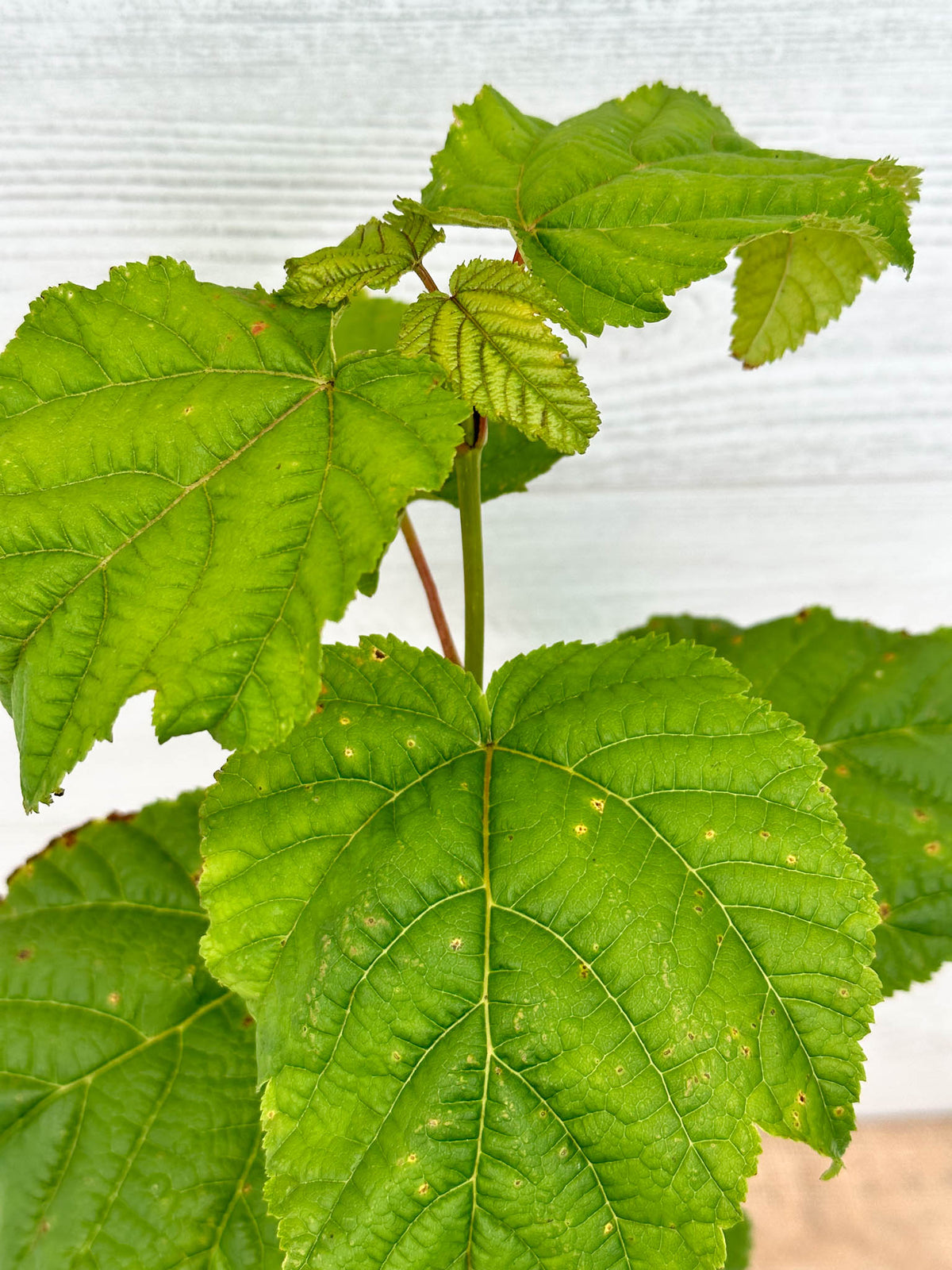 Striped Maple | Native Understory Tree for Ontario & Quebec (Zone 3 ...