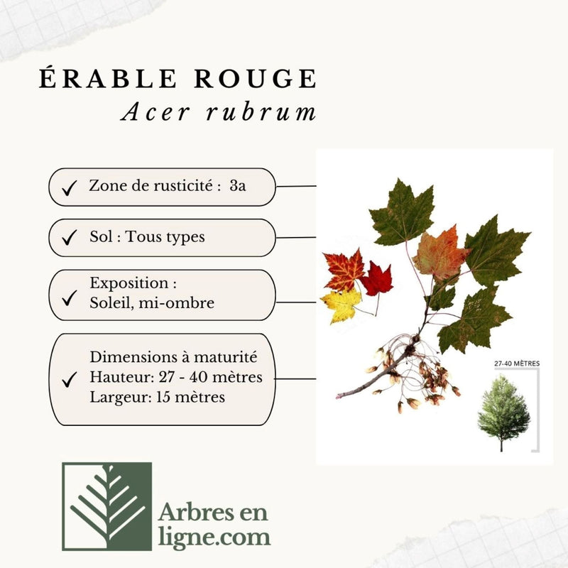Étiquette Érable Rouge Zone de Rusticité