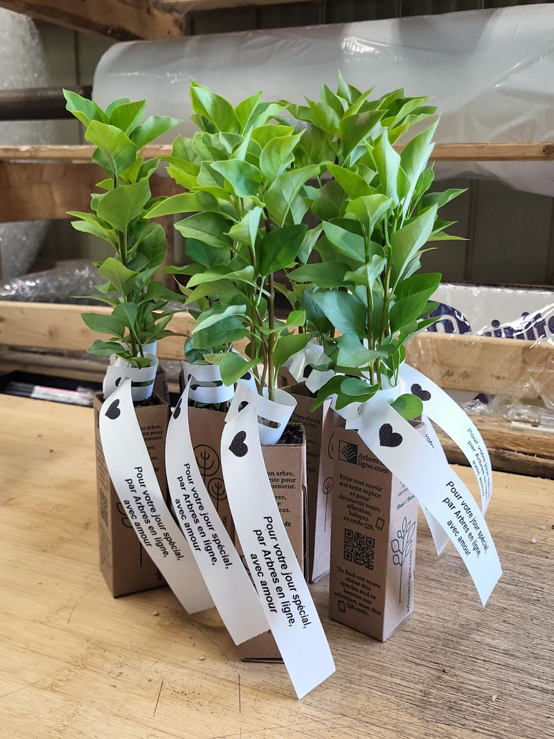 Gift Boxes for Plant Gifts – Eco-Friendly Event Packaging