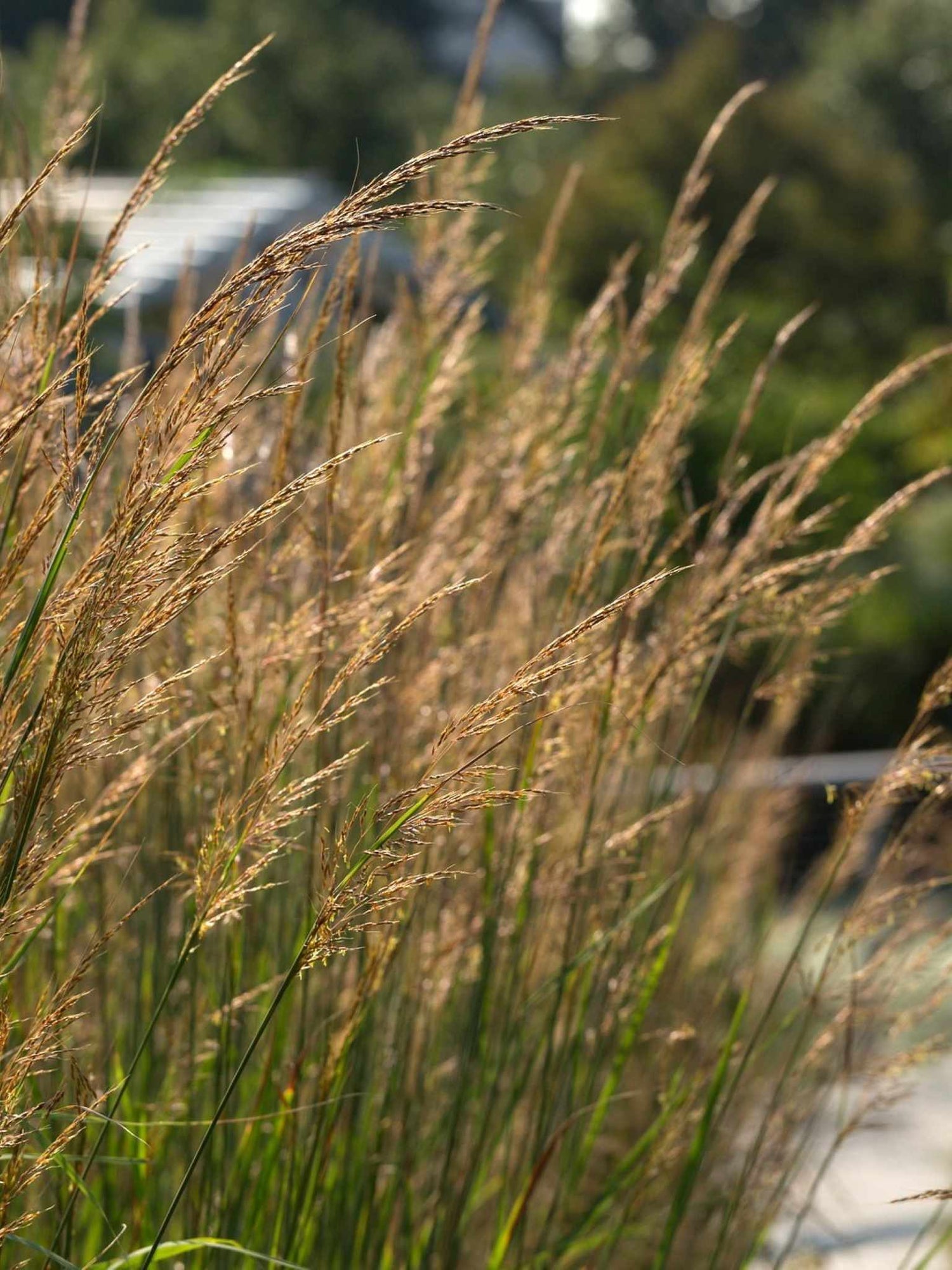 Indian Grass
