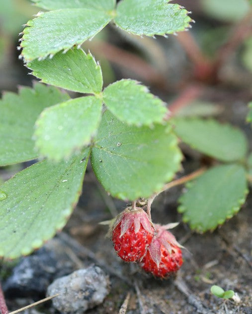 Fraises du fraisier de Virginie