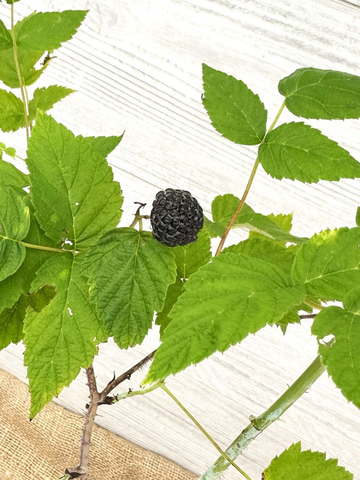Black Raspberry | Cold Hardy Berry Plant for Ontario & Quebec (Zone 4 ...