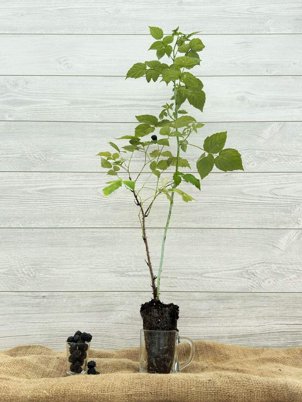 Zone 4 Raspberry Plants Black Raspberry | Cold Hardy Berry Plant for Ontario & Quebec (Zone 4 ...