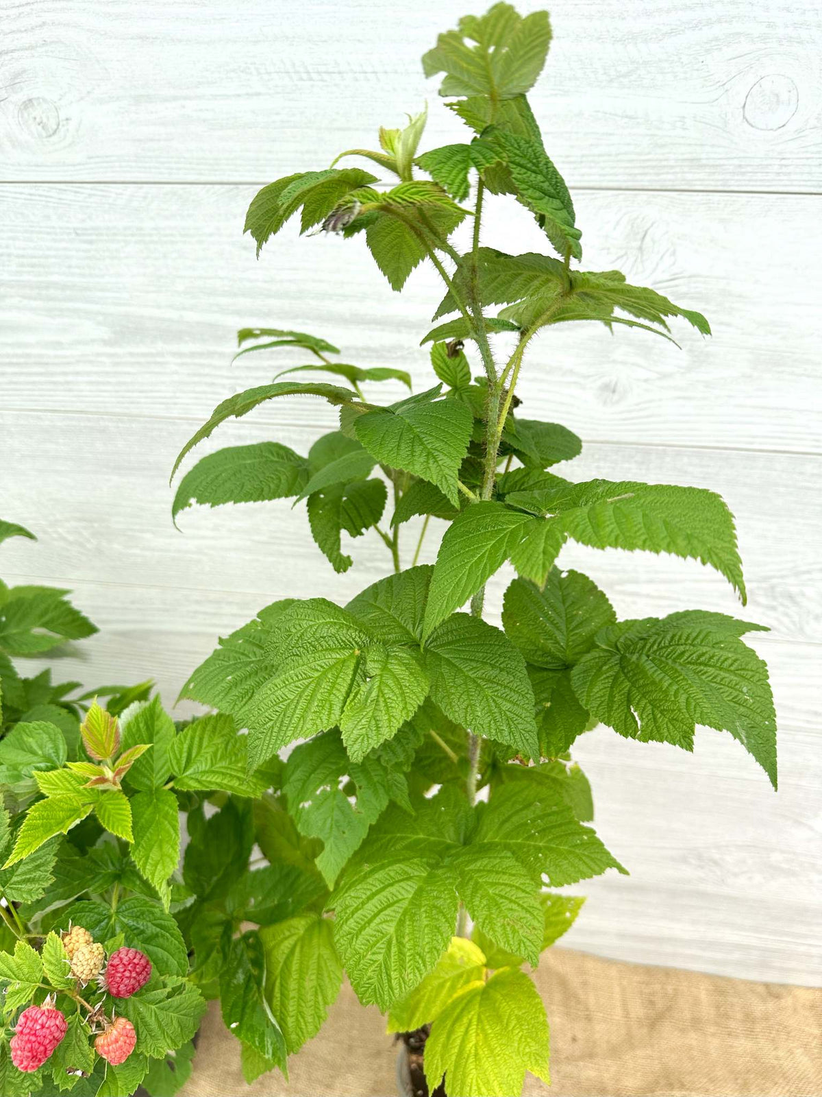 Purple Flowering Raspberry - Large Bloom Hardy Shrub for Ontario ...