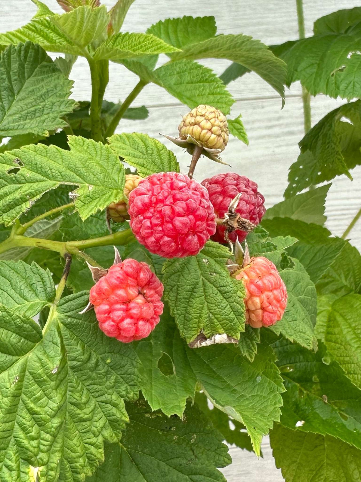 Purple Flowering Raspberry - Large Bloom Hardy Shrub for Ontario ...