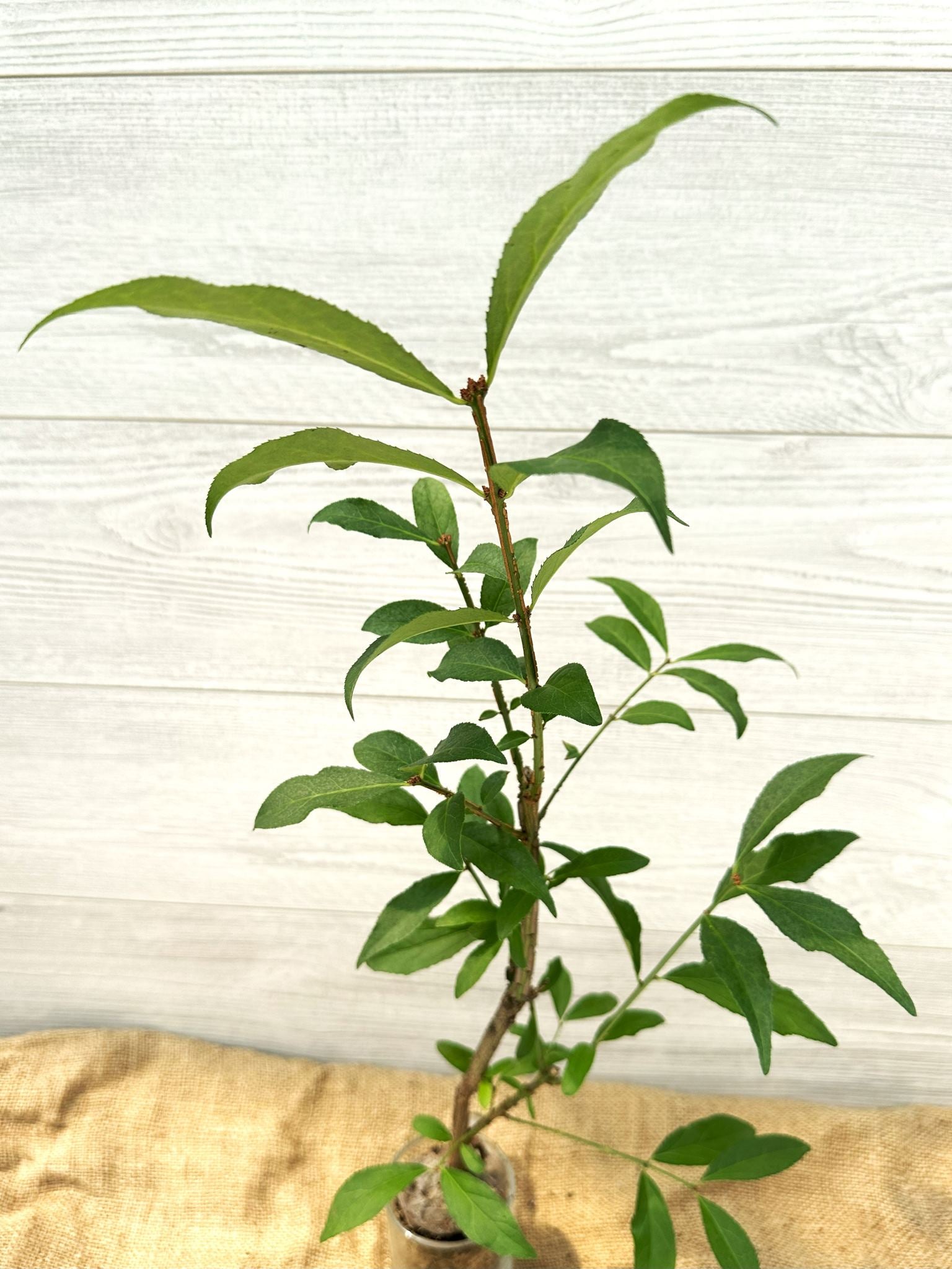 Burning Bush - Hardy Shrub for Ontario & Eastern Canada Landscapes