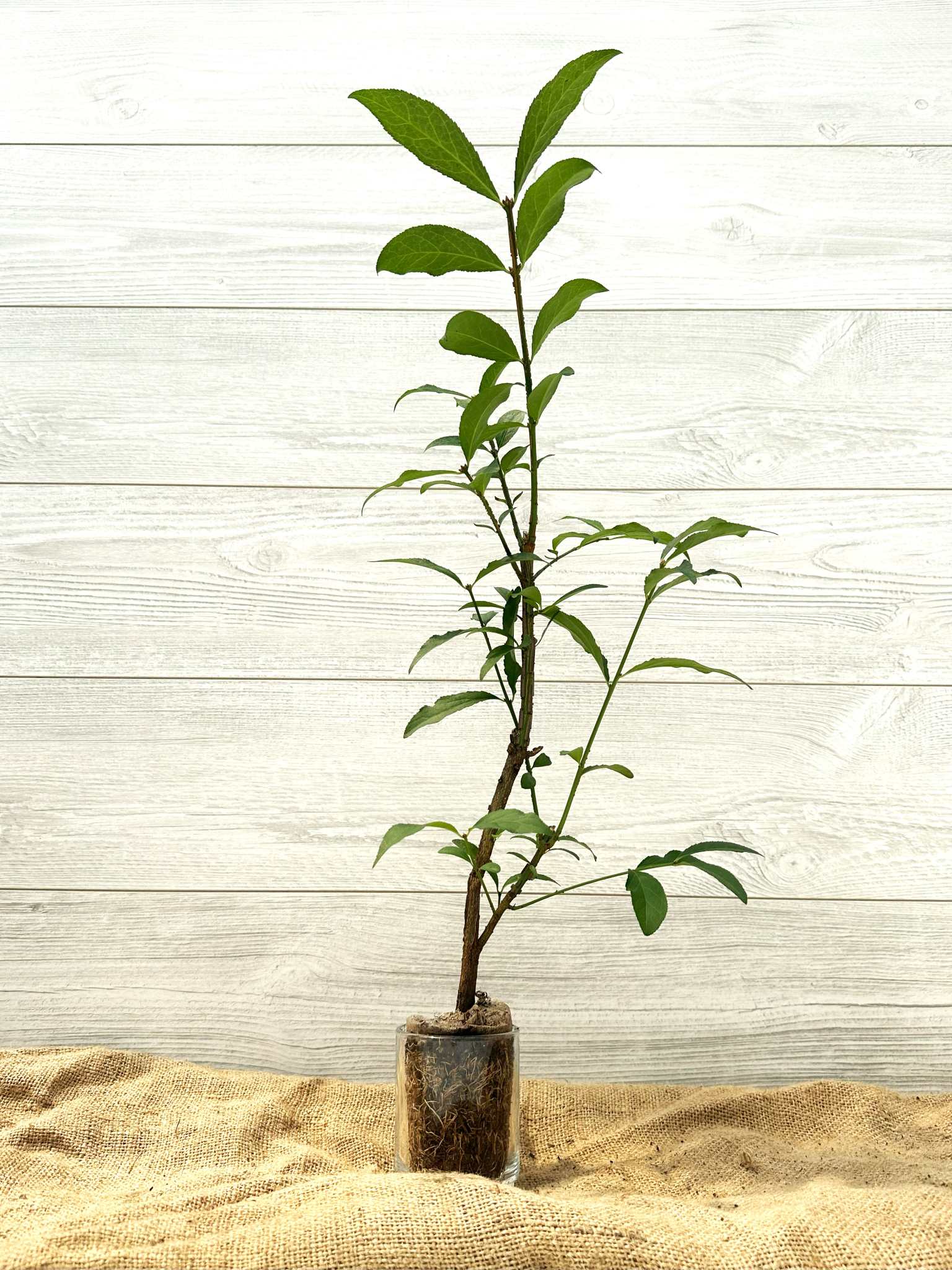 Burning Bush - Hardy Shrub for Ontario & Eastern Canada Landscapes