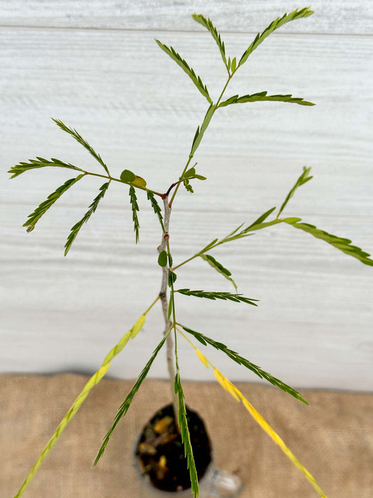 Feuilles Févier d'Amérique