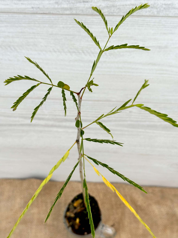 Feuilles Févier d'Amérique