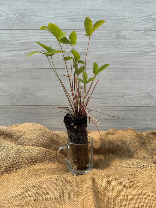 Plant du Fraisier de Virginie