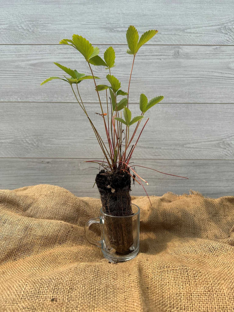 Plant du Fraisier de Virginie