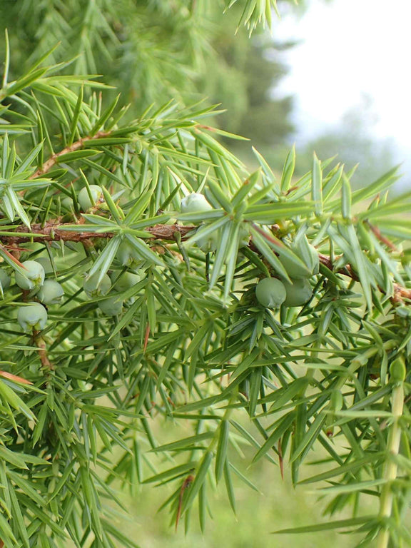Baie de Genevrier commun (Juniperus communis)