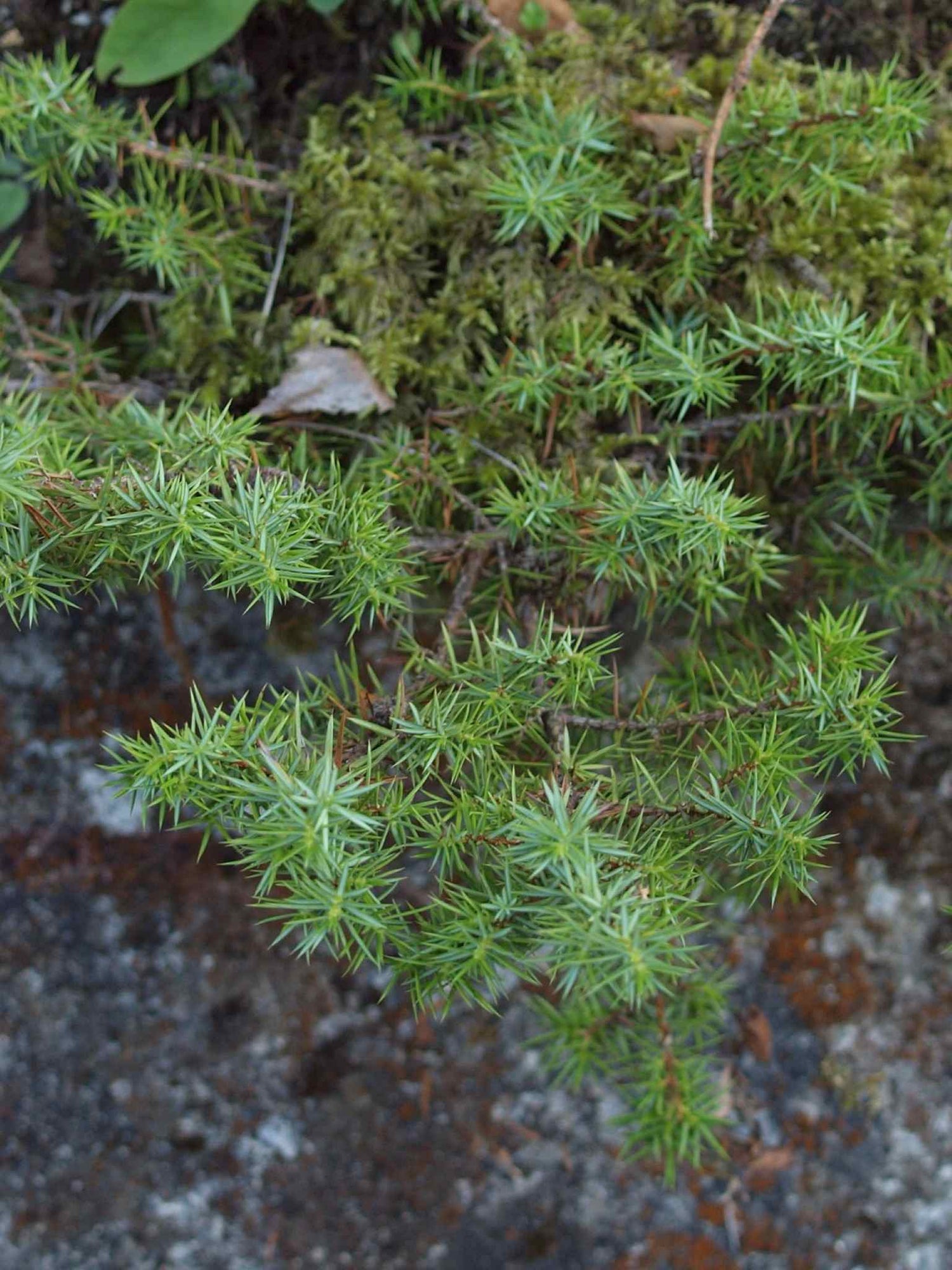 Genevrier commun (Juniperus communis) sur roche