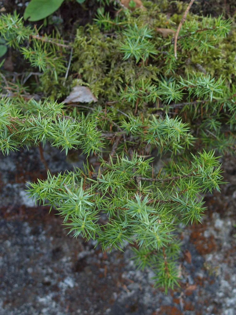 Genevrier commun (Juniperus communis) sur roche