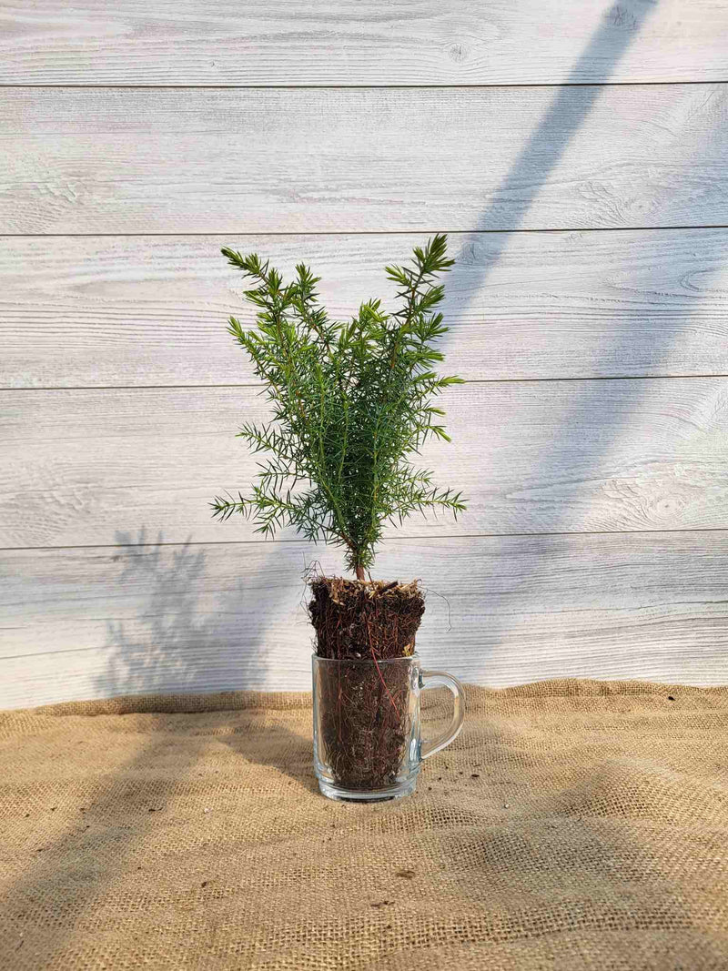Genevrier commun (Juniperus communis)