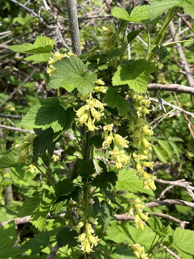 Wild Black Currant