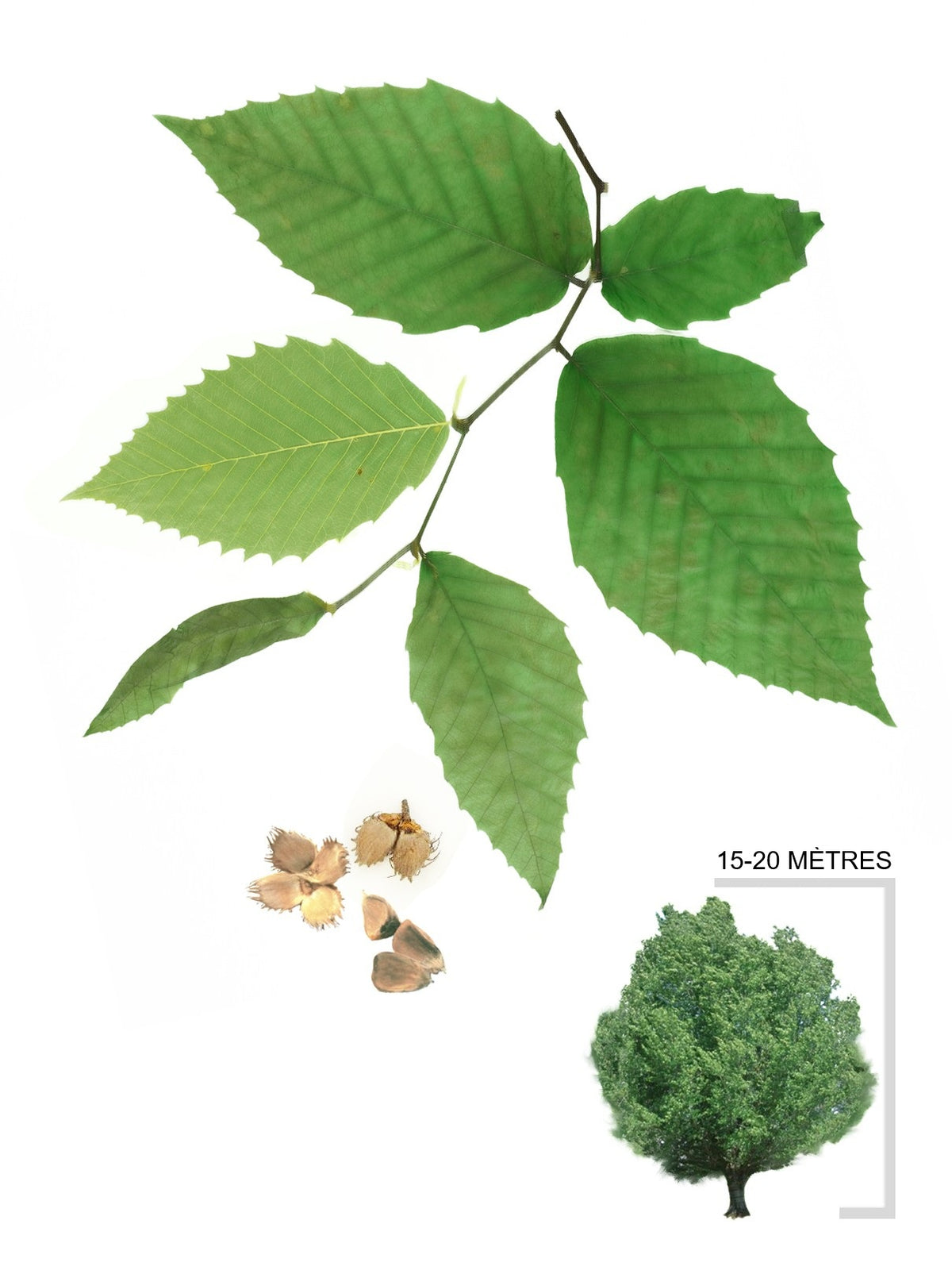Illustration du hetre a grandes feuilles