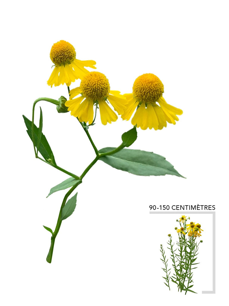 Illustration plante vivace Hélénie d'automne