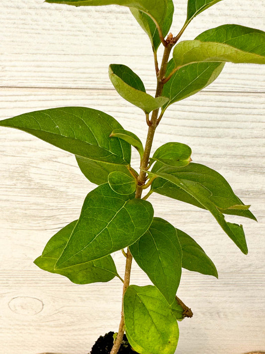 Feuilles Houx Verticillé