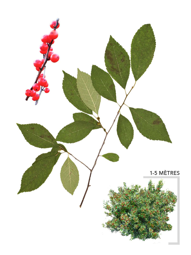 Illustration houx verticille