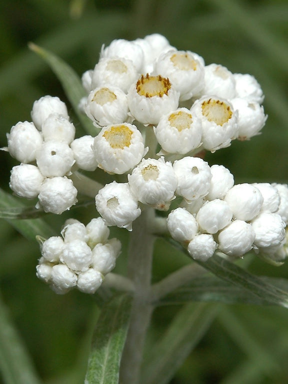 Immortelle blanche - Fleurs (Anaphalis margaritacea)