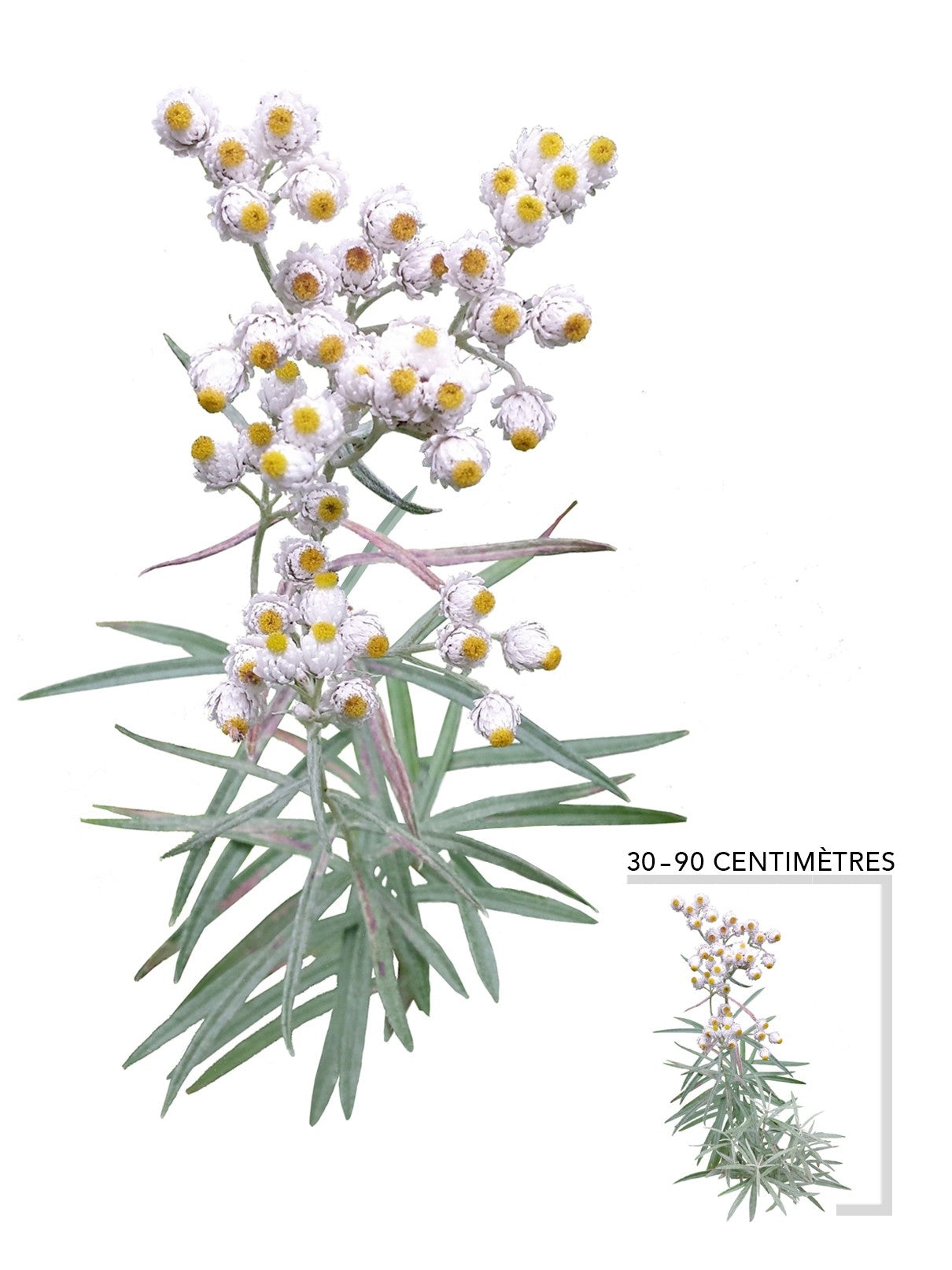 Immortelle blanche (Anaphalis_margarita)