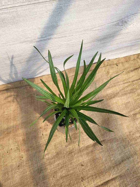 Feuillage de liatris a epis (Liastris spicata)