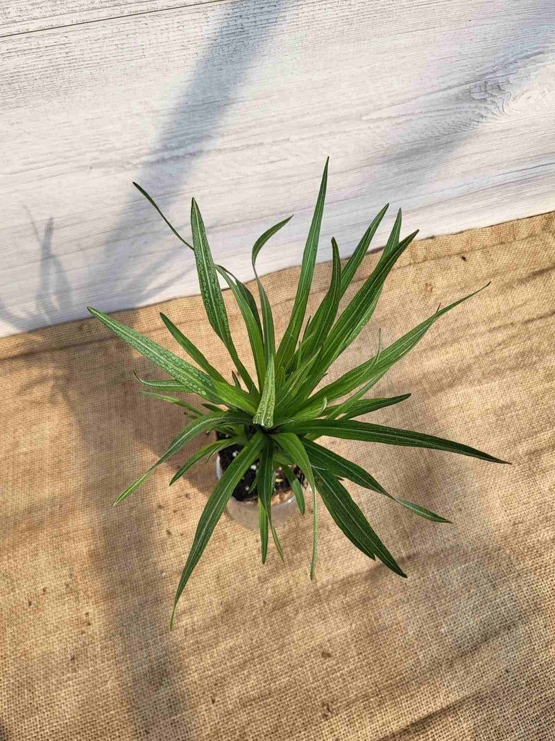 Feuillage de liatris a epis (Liastris spicata)