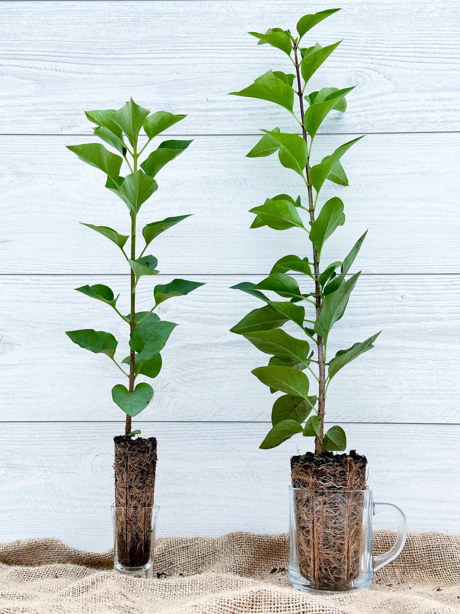 Arbuste Lilas commun